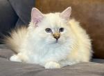 Beautiful Seal Lynx Mitted Girl - Ragdoll Kitten For Sale - 