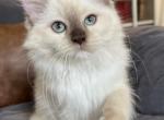 Chocolate Mink Mitted Girl - Ragdoll Kitten For Sale - Lock Haven, PA, US