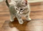 Zira - American Shorthair Kitten For Adoption - Fairborn, OH, US