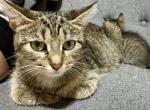 Princess - American Shorthair Kitten For Sale - 