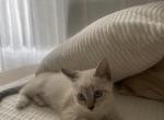 Penny - Domestic Kitten For Adoption - Glendale, CA, US