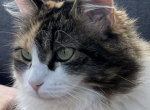 Phoebe - Norwegian Forest Cat For Sale - Fairborn, OH, US