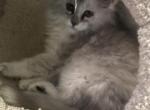 maine coon female kitten - Maine Coon Kitten For Sale - Bloomington, IL, US