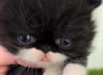 PICK OF THE LITTER - Exotic Kitten For Sale - 