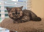 Jasper - Scottish Straight Kitten For Sale - Philadelphia, PA, US