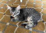 Bobtails kittens - American Bobtail Kitten For Adoption - Agawam, MA, US