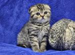 Brown - Scottish Fold Kitten For Sale - Bridgewater, VA, US