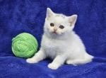 Green - British Shorthair Kitten For Sale - Bridgewater, VA, US