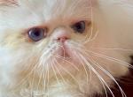 Leilla - Persian Kitten For Sale - 