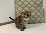 Milo - Scottish Straight Kitten For Sale - 