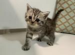 Marie - Scottish Straight Kitten For Sale - 