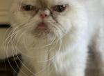 persian adult - Persian Cat For Sale - 