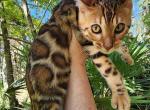 Bengal female kitten available - Bengal Kitten For Sale - FL, US