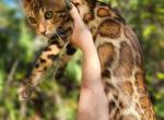 Bengal kitten for sale in Florida - Bengal Kitten For Sale - FL, US