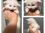 Cloud - Maine Coon Kitten For Sale - Birmingham, AL, US