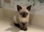 Jasmine - Siamese Kitten For Sale - Morristown, NJ, US