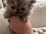 Blue cream girl - Persian Kitten For Sale - 