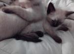 SEAL POINT BABY GIRL - Siamese Kitten For Sale - 