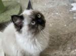 LITTLE HONEY BUNNY - Ragdoll Kitten For Sale - Brookings, OR, US