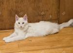 Jasur Red silver with white - Maine Coon Kitten For Sale - Longmont, CO, US