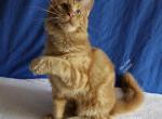 Iggy - Maine Coon Kitten For Sale - Longmont, CO, US