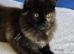 Inesha Black Tortie - Maine Coon Kitten For Sale - Longmont, CO, US