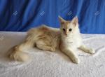 Itsumi Red Smoke - Maine Coon Kitten For Sale - Longmont, CO, US