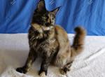 Itzel Black Tortie - Maine Coon Kitten For Sale - Longmont, CO, US