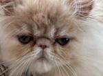 Cream Male - Persian Kitten For Sale - 