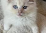 Reduced price Tica fawn male ready to go - Ragdoll Kitten For Sale - 