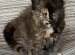 August Tortie Female - Maine Coon Kitten For Sale - Benton, PA, US