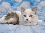 Nyx - Ragdoll Kitten For Sale - Poplar Grove, IL, US