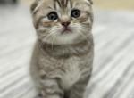 Tiger - Scottish Fold Kitten For Sale - 