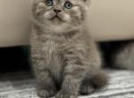 Smokey - Scottish Straight Kitten For Sale - 