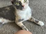 Cali - Domestic Kitten For Adoption - San Diego, CA, US