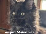 Maine Coon Kitten - Maine Coon Kitten For Sale/Service - Kansas City, KS, US