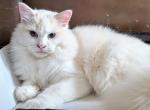 Winter - Ragdoll Kitten For Sale - East Falmouth, MA, US