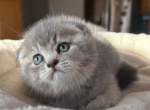 Limpo - Scottish Fold Kitten For Sale - New York, NY, US