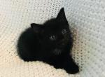 Jet FREE - Domestic Kitten For Sale - New Holland, PA, US