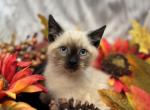 Siamese Kitten - Siamese Kitten For Sale - 