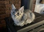 Maine Coon Kittens in Montana - Maine Coon Kitten For Sale - Absarokee, MT, US