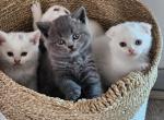 Lola's babies - Scottish Fold Kitten For Sale - 