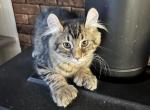 Big Stocky Boy - Highlander Kitten For Sale - 