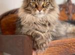 Main Coon proven female adults - Maine Coon Cat For Sale - Absarokee, MT, US