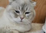 Prince - Scottish Fold Cat For Sale/Service - 