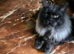 Maine Coon Proven male - Maine Coon Cat For Sale - Absarokee, MT, US