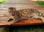 Mowgli proven highland lynx male - Highlander Cat For Sale - Absarokee, MT, US