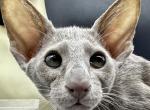 Lilac Male Kitten OSH Oriental Shorthair - Oriental Kitten For Sale - 