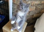 Jasper - Ragdoll Kitten For Sale - Garland, TX, US