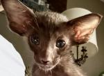 Chocolate Male OSH Kitten - Oriental Kitten For Sale - 